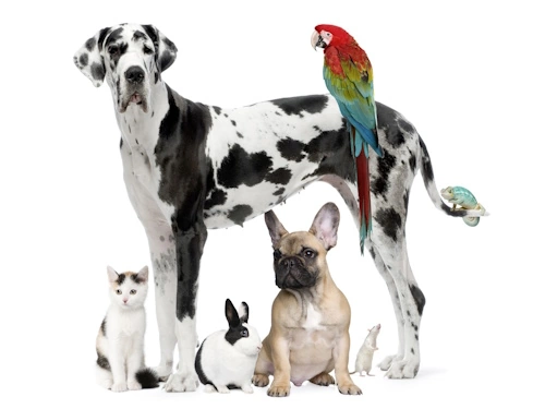 Veterinary compounding for pets